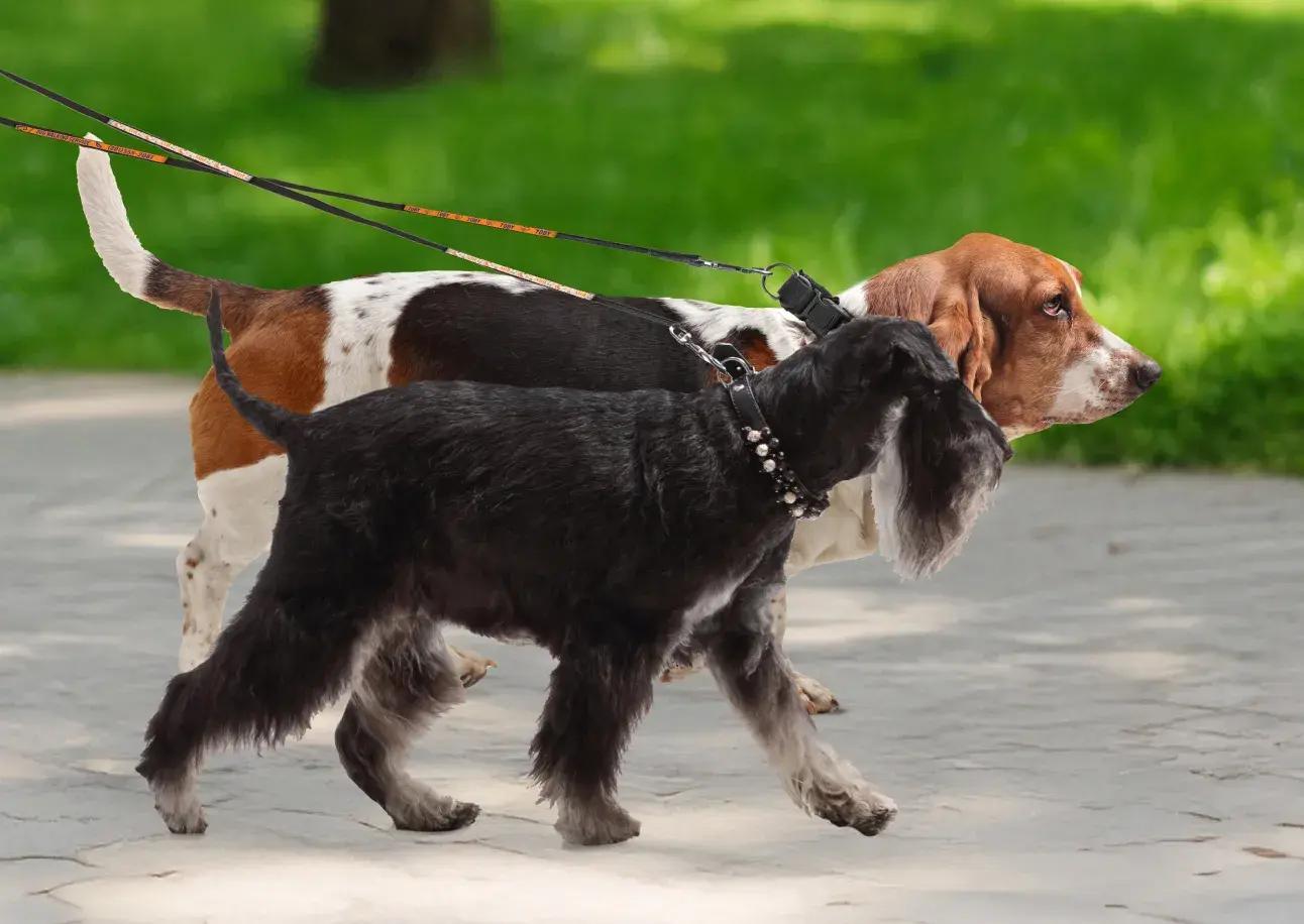 Dog Leashes