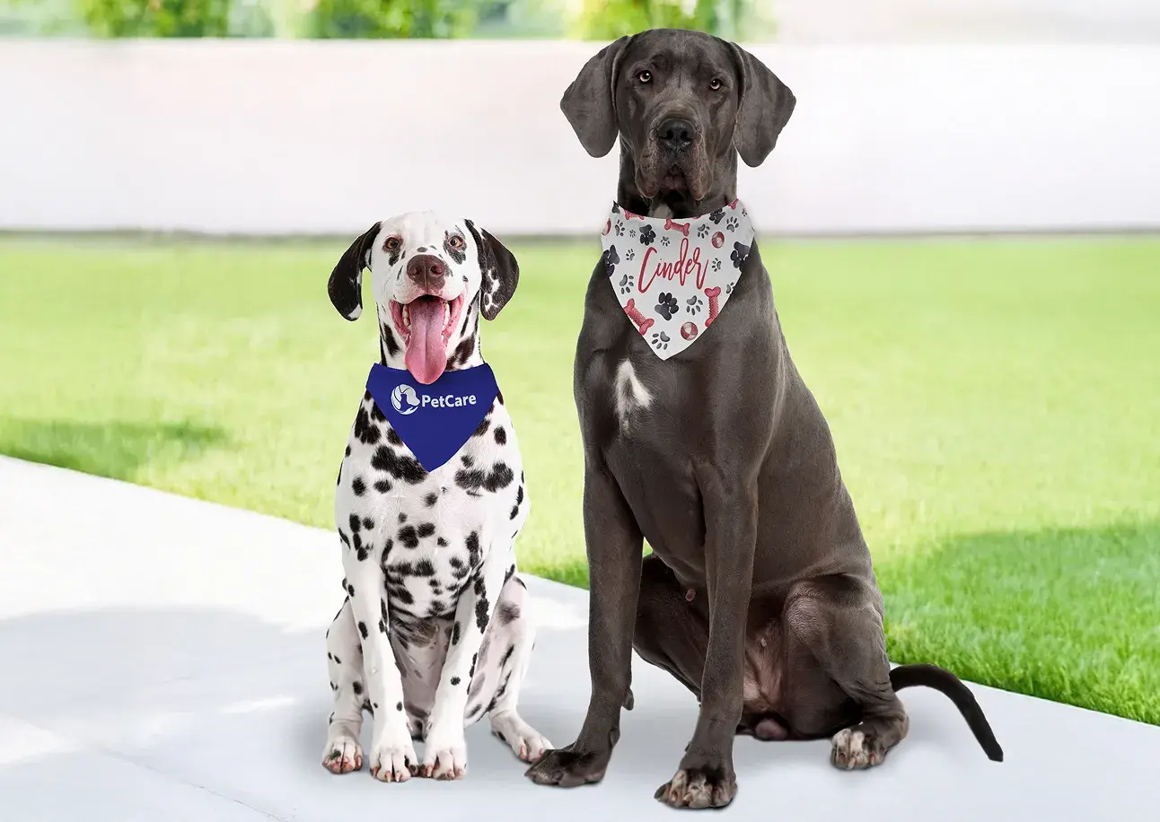 Pet Bandanas with Collar